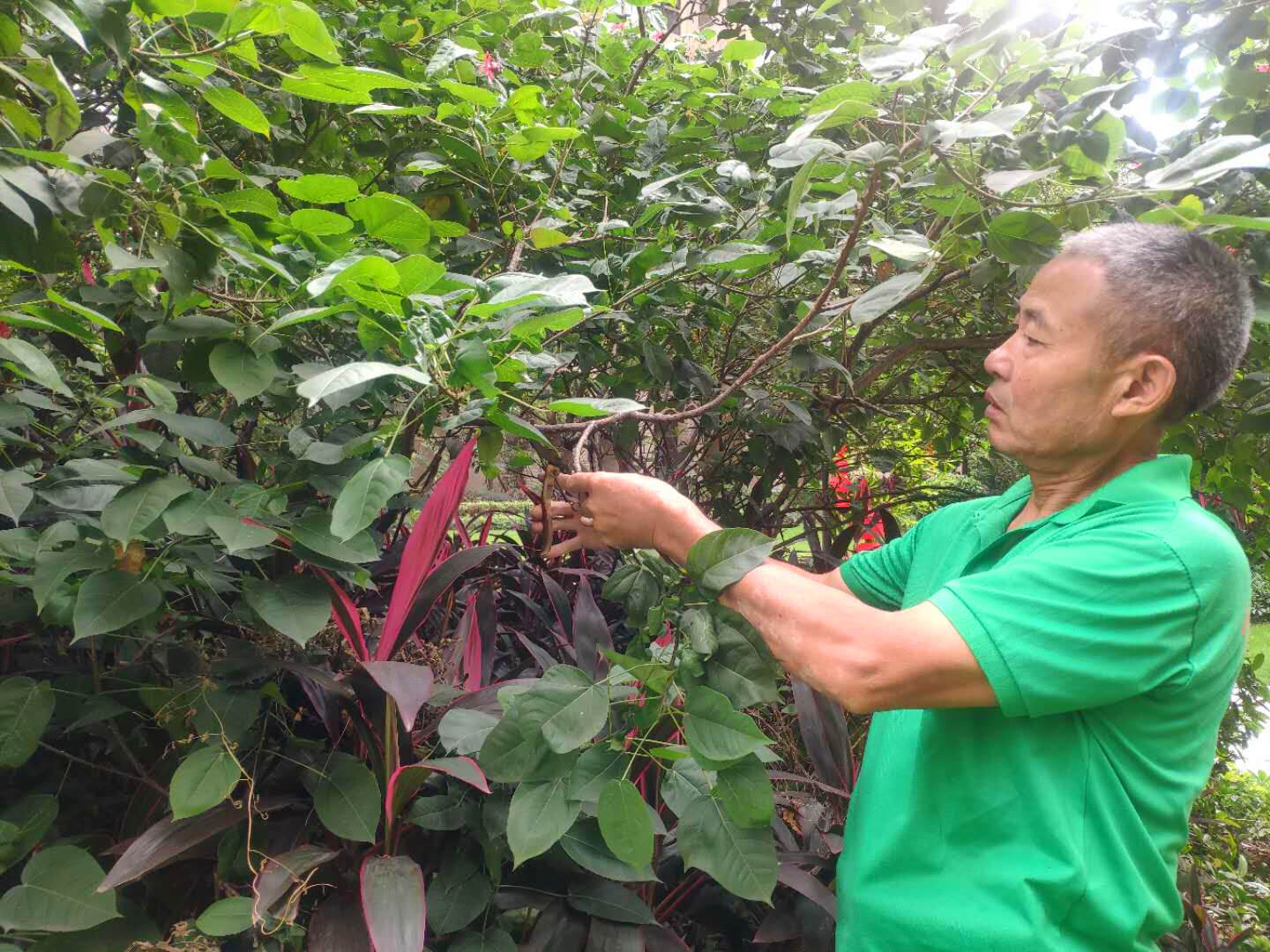 小區綠化養護修剪