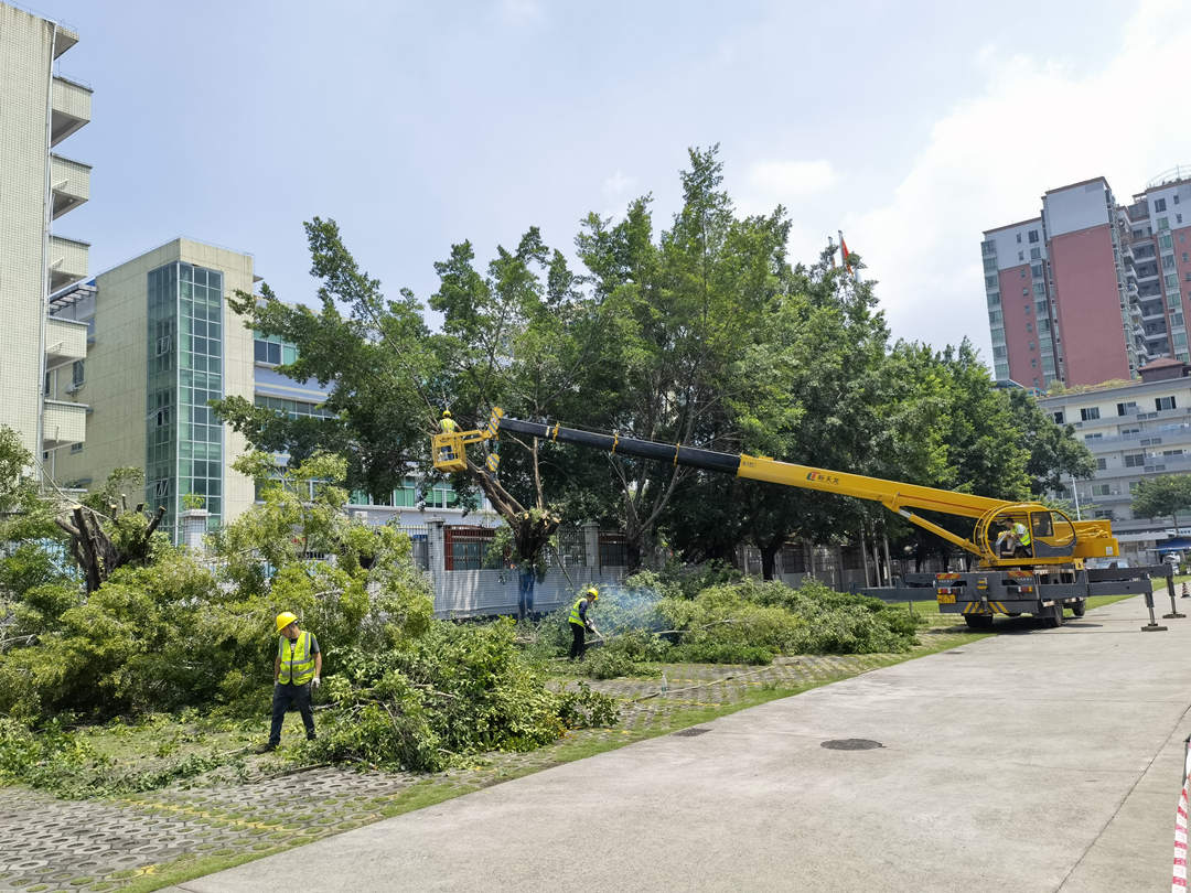 小區綠化養護樹木修剪