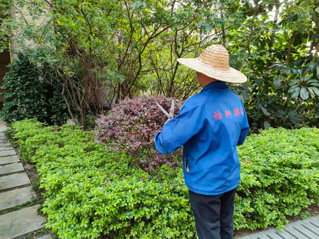 小區(qū)綠化養(yǎng)護(hù)修剪