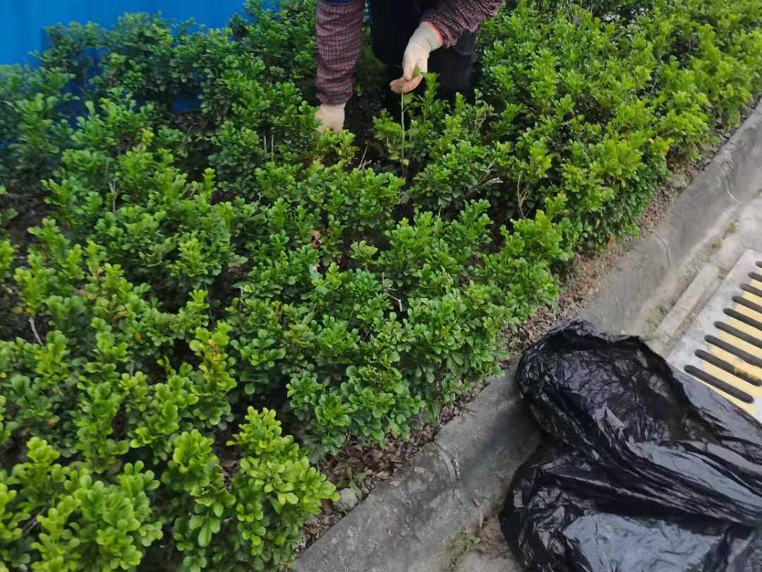 小區綠化養護雜草清理