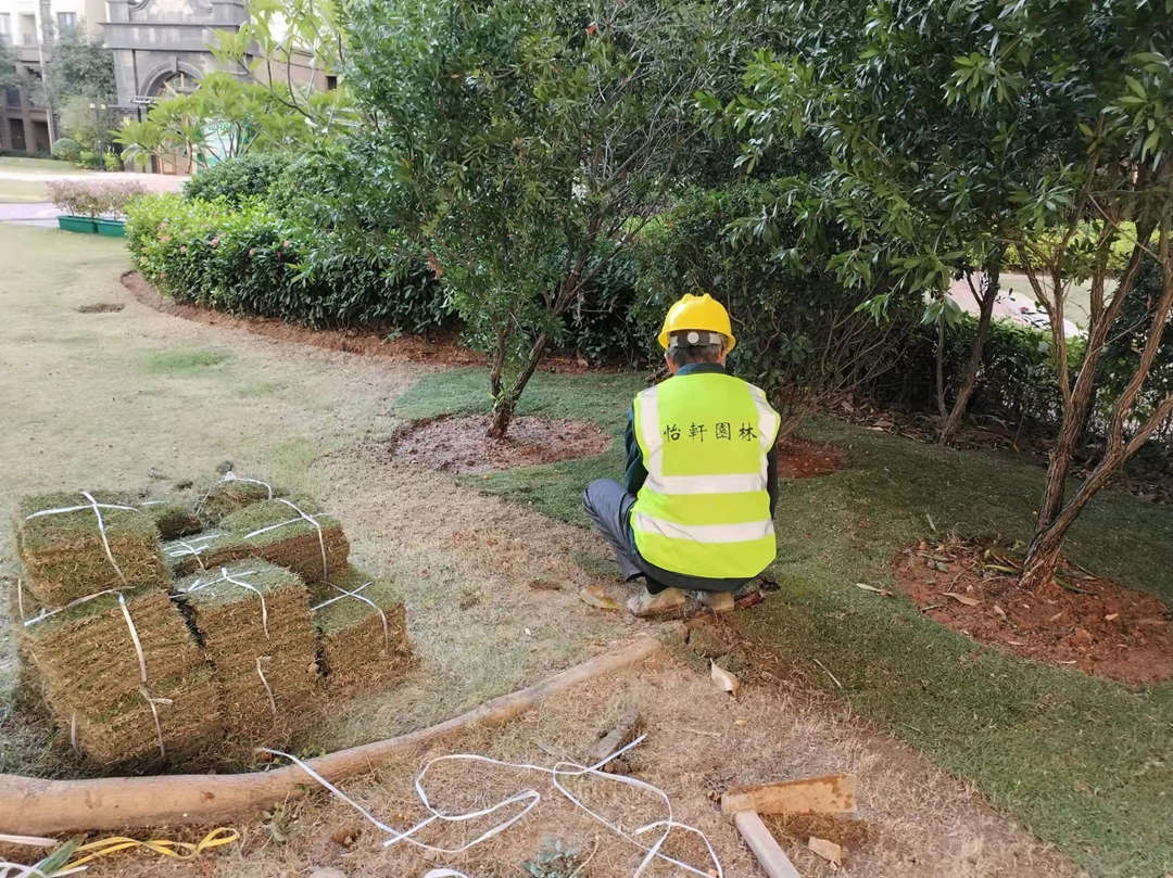 十二月份園林綠化養護補植工作