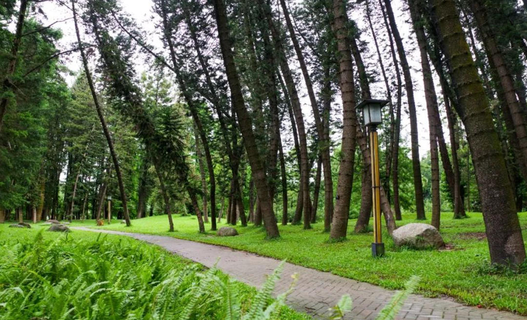 華南國家植物園孑遺植物區。黃潔（志愿者）攝