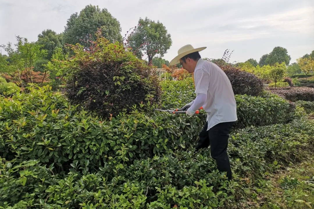 大暑園林綠化養護修剪